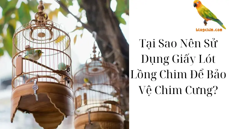 Tại Sao Nên Sử Dụng Giấy Lót Lồng Chim Để Bảo Vệ Chim Cưng?