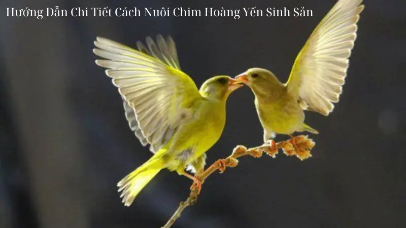 Hướng Dẫn Chi Tiết Cách Nuôi Chim Hoàng Yến Sinh Sản