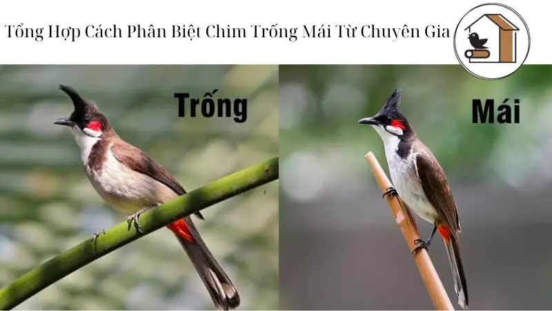 Tổng Hợp Cách Phân Biệt Chim Trống Mái Từ Chuyên Gia