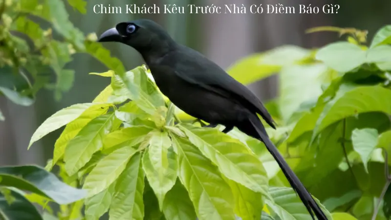 Chim Khách Kêu Trước Nhà Có Điềm Báo Gì? Quan Niệm Dân Gian Và Thực Tế