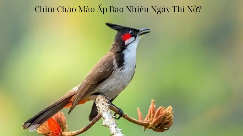 Chim Chào Mào Ấp Bao Nhiêu Ngày Thì Nở?