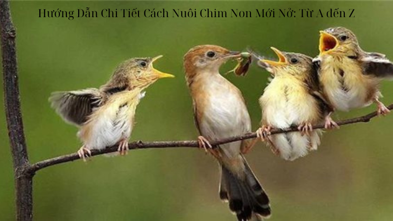 Hướng Dẫn Chi Tiết Cách Nuôi Chim Non Mới Nở: Từ A đến Z