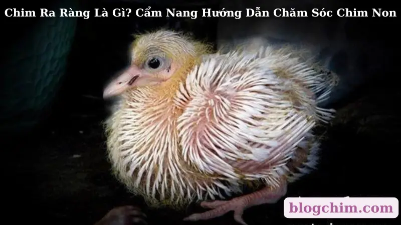 Chim Ra Ràng Là Gì? Cẩm Nang Hướng Dẫn Chăm Sóc Chim Non