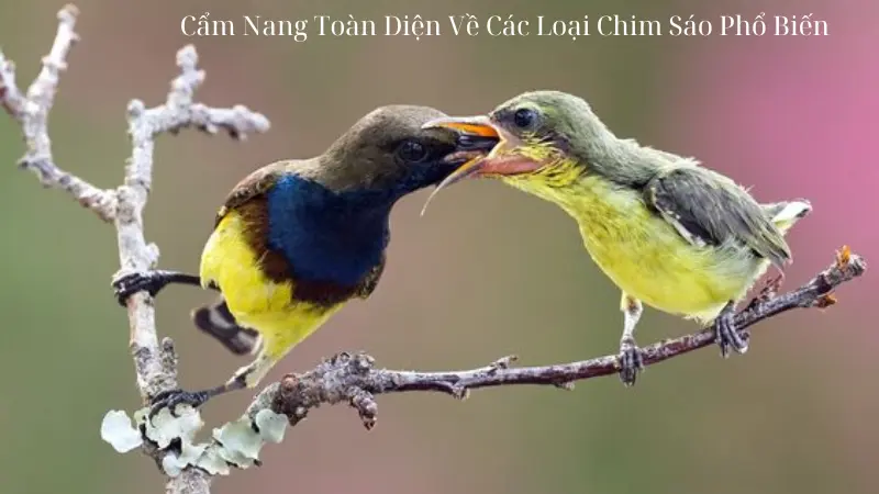 Cẩm Nang Toàn Diện Về Các Loại Chim Sáo Phổ Biến