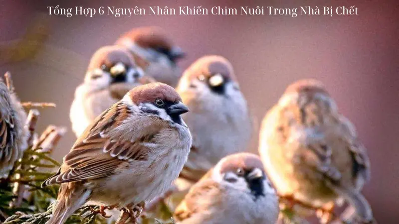 Tổng Hợp 6 Nguyên Nhân Khiến Chim Nuôi Trong Nhà Bị Chết