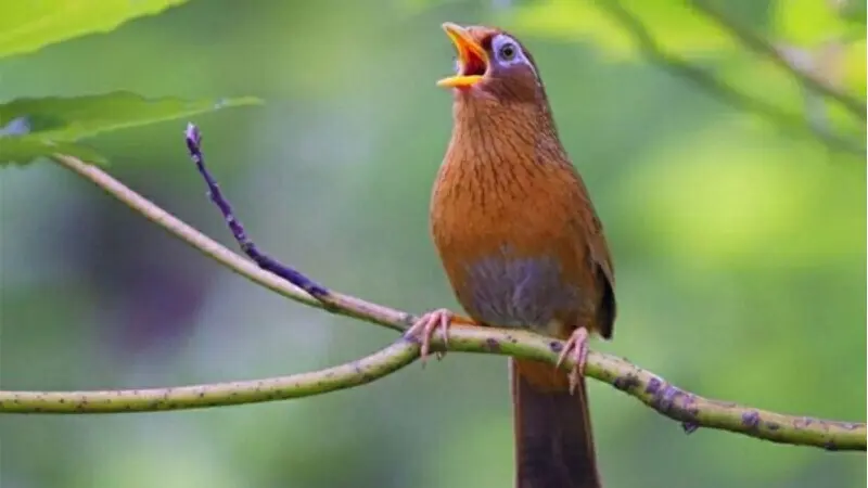 Các Loài Chim Hót Hay-chim họa mi