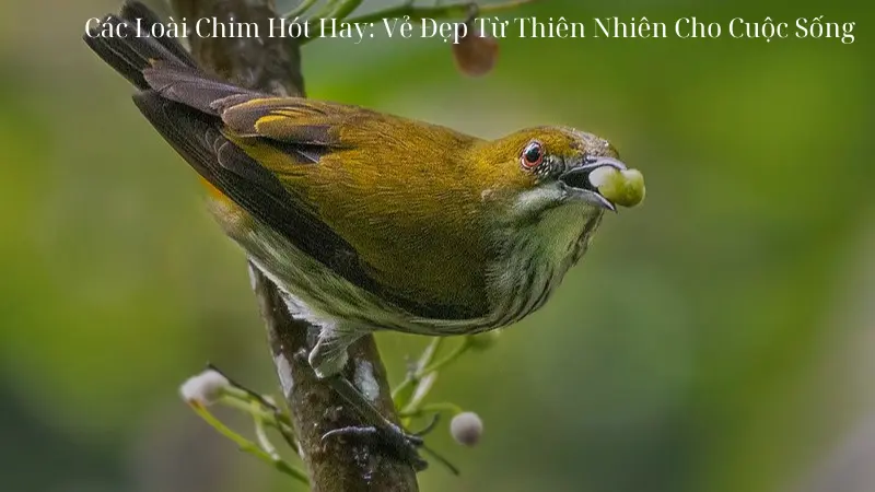 Các Loài Chim Hót Hay: Vẻ Đẹp Từ Thiên Nhiên Cho Cuộc Sống