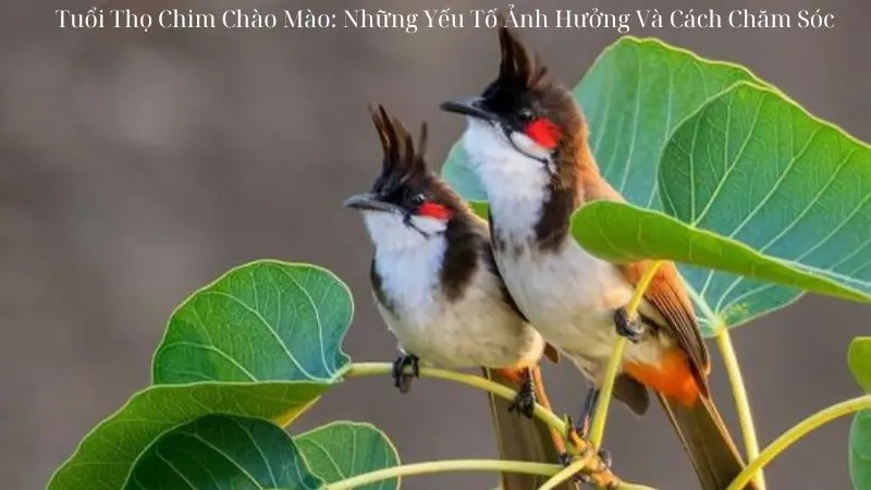 Tuổi Thọ Chim Chào Mào: Những Yếu Tố Ảnh Hưởng Và Cách Chăm Sóc