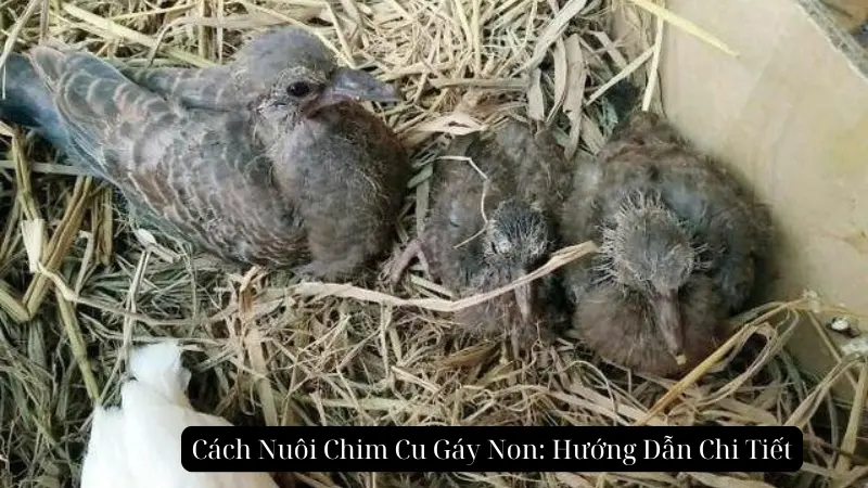 Cách Nuôi Chim Cu Gáy Non: Hướng Dẫn Chi Tiết